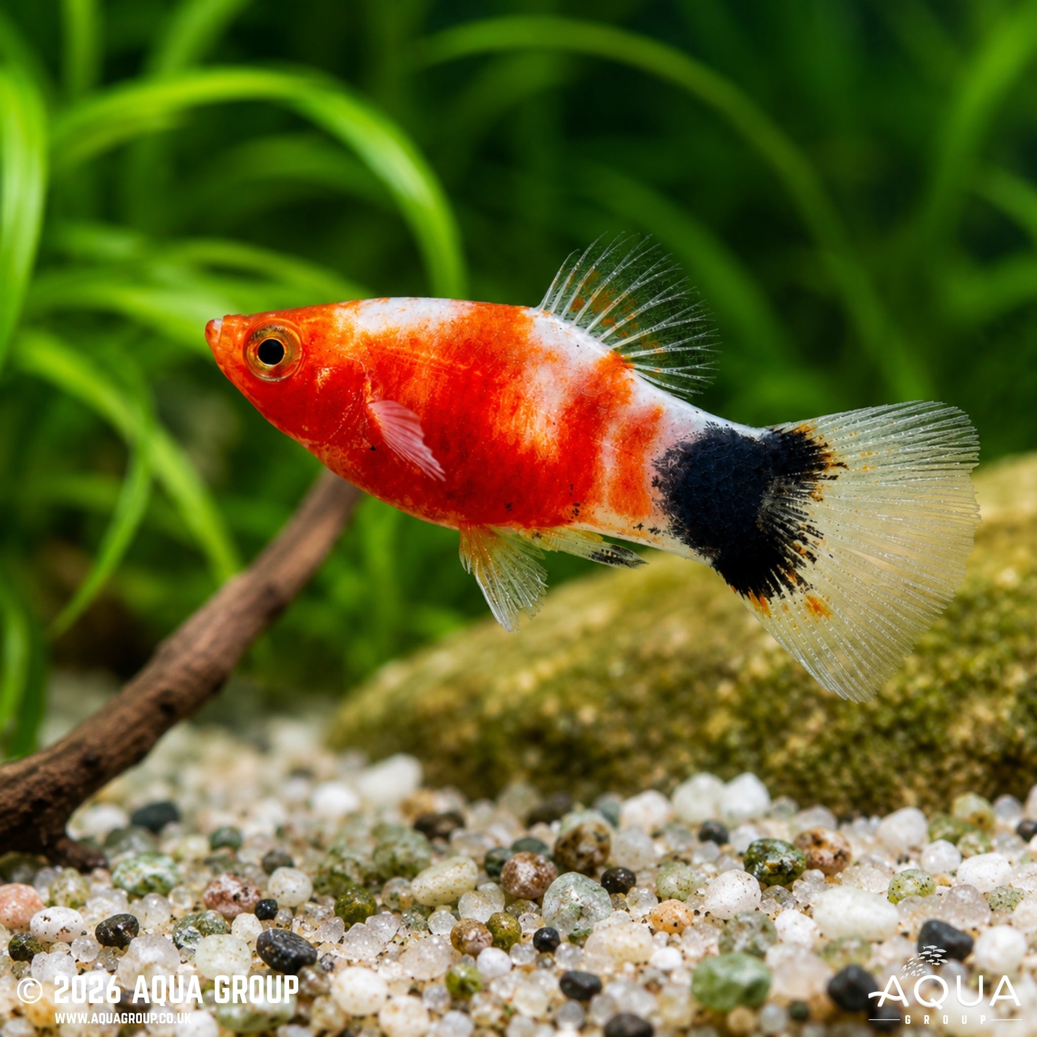 Bleeding Heart Mickey Mouse Platy (Xiphophorus maculatus)