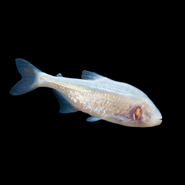 Blind Cave Fish Tetra Astyanax Mexicanus 5cm - Real Aquatics