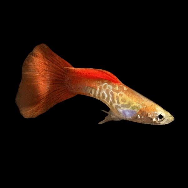 Blonde Male Guppy Poecilia Reticulata 3cm - Real Aquatics
