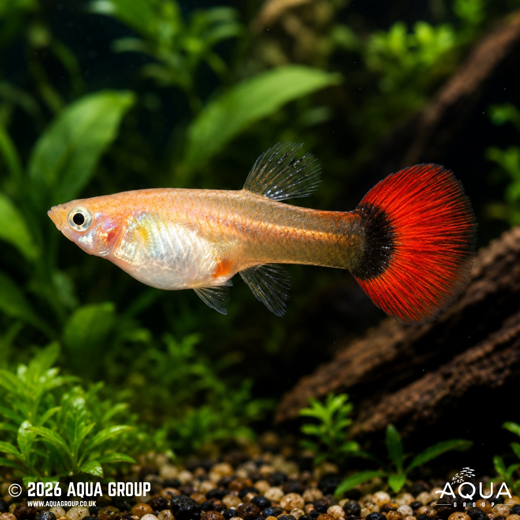 Blonde Red Tuxedo Guppy (Poecilia reticulata)