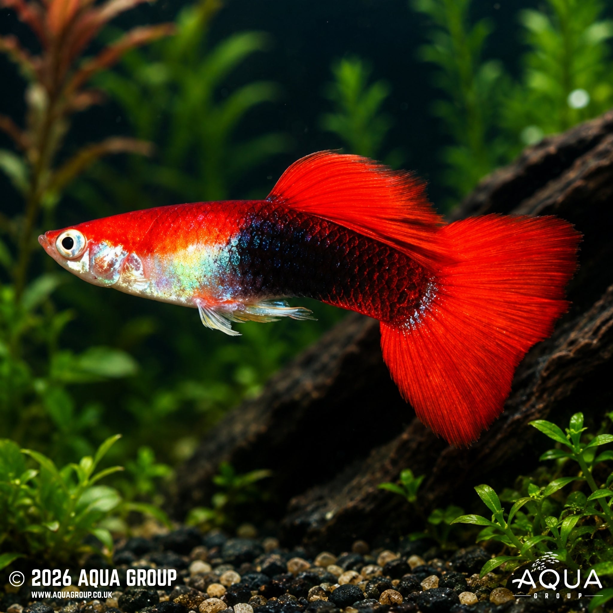 Blonde Red Tuxedo Guppy (Poecilia reticulata)