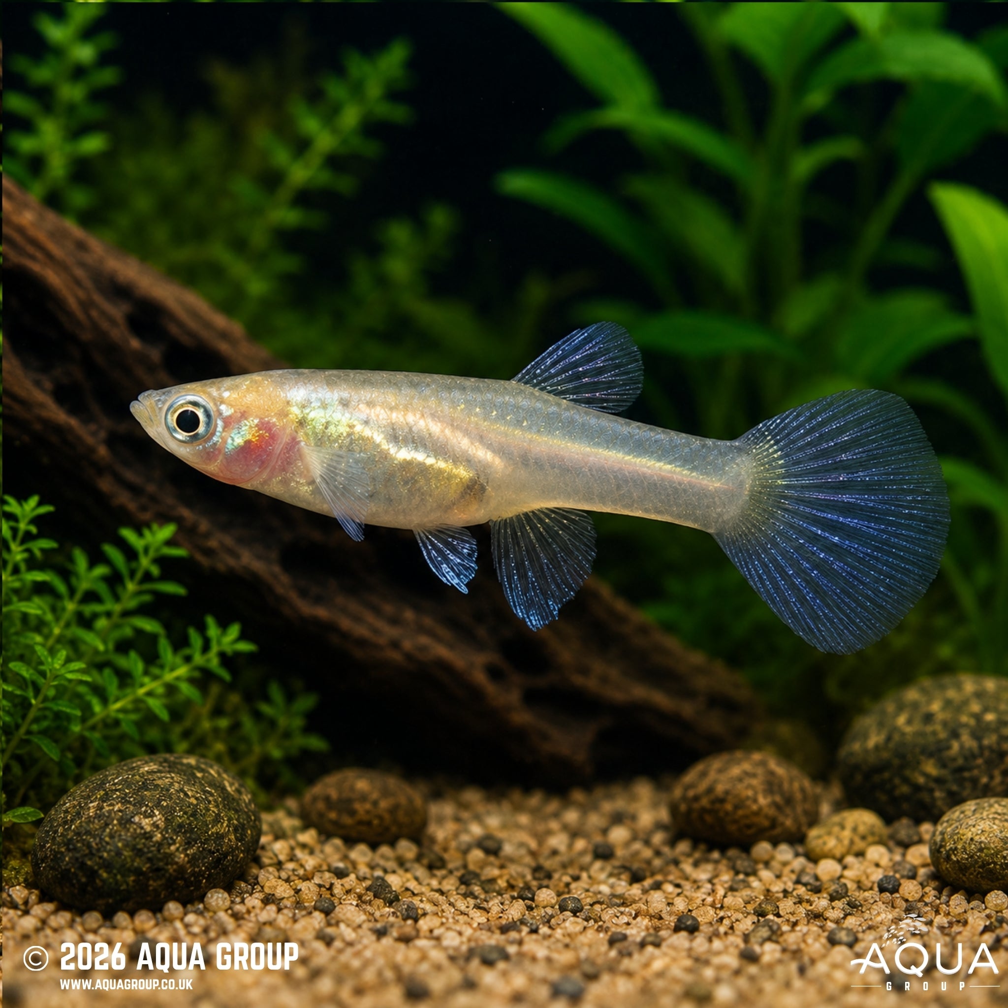 Blonde Japan Blue Red Double Sword Guppy (Poecilia reticulata)