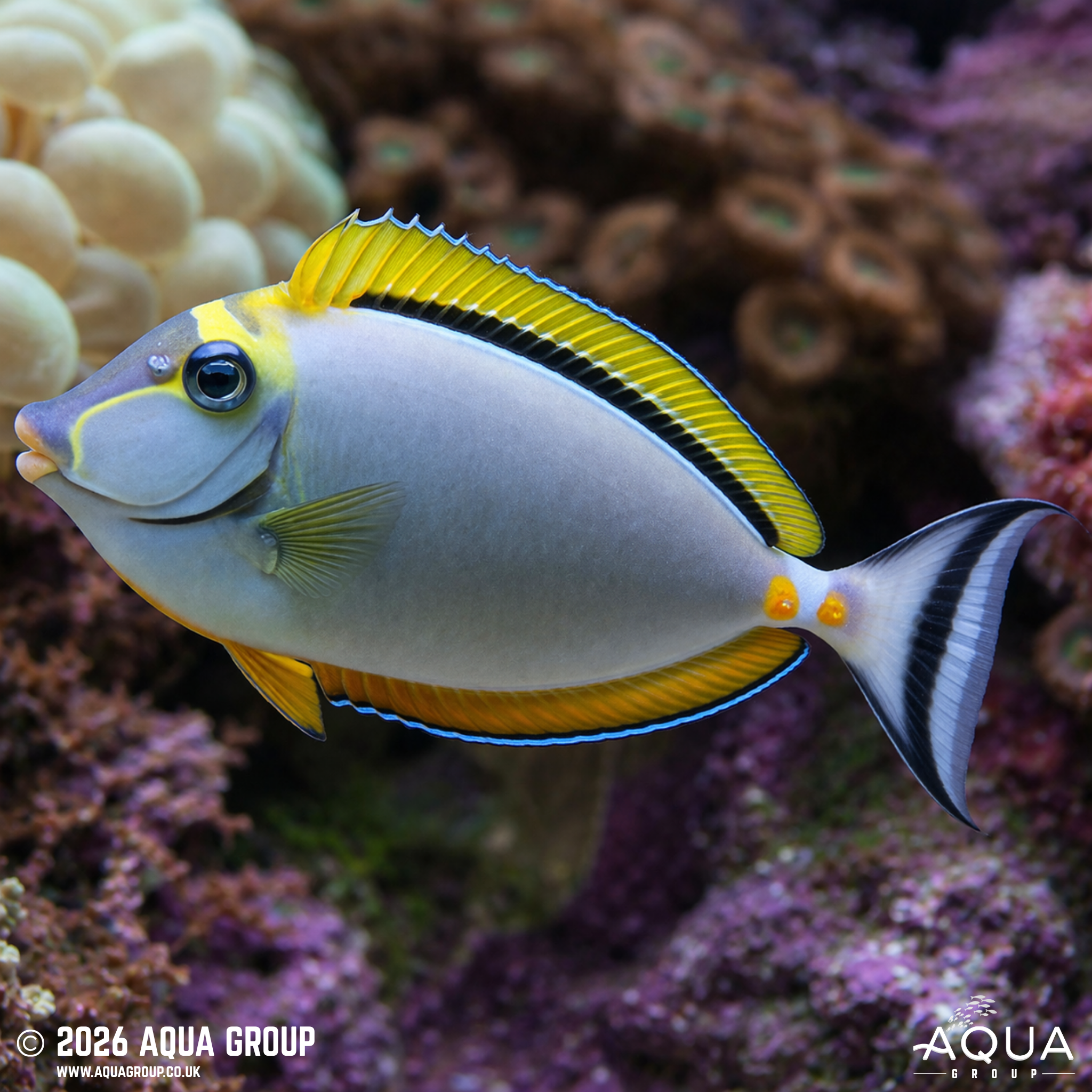 Blonde Lipstick Naso Tang (Naso elegans)