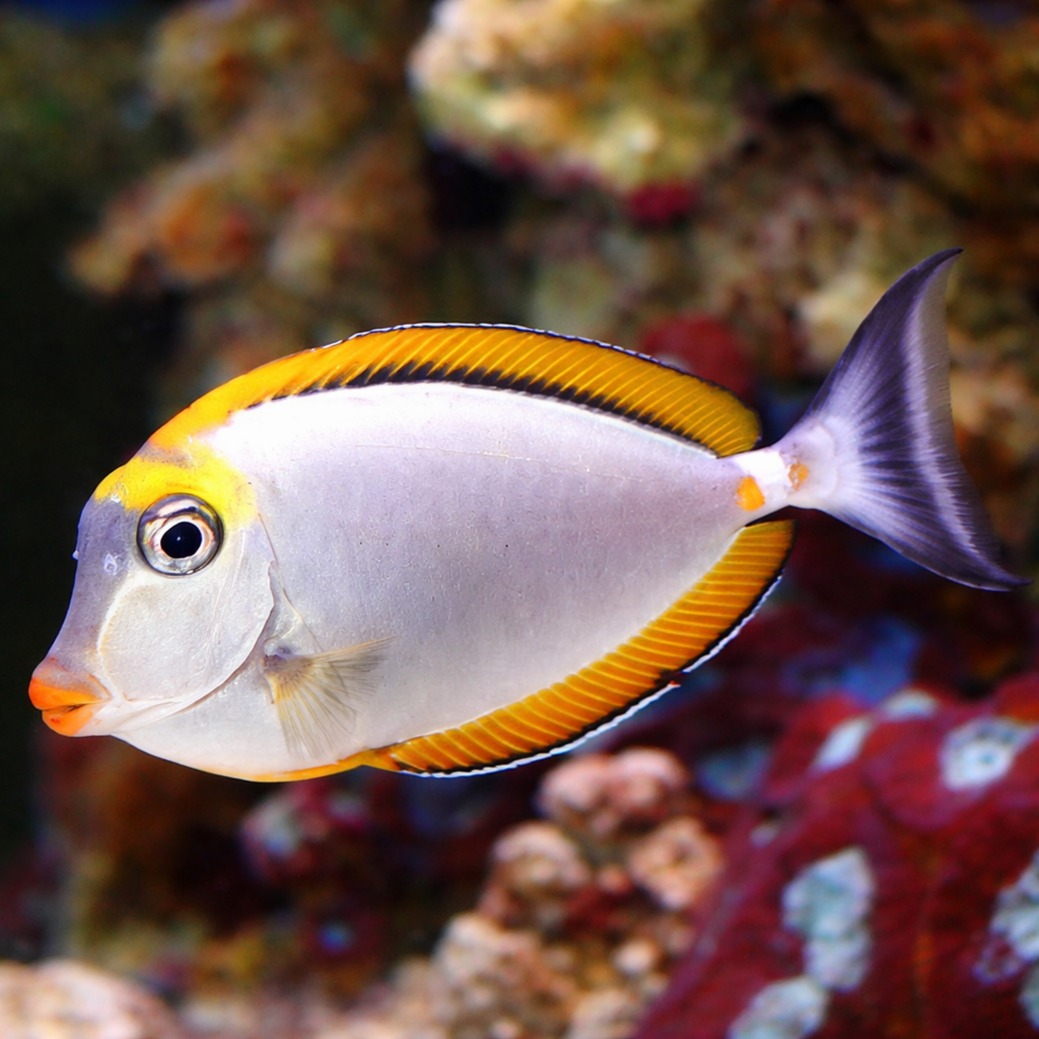 Blonde Lipstick Naso Tang