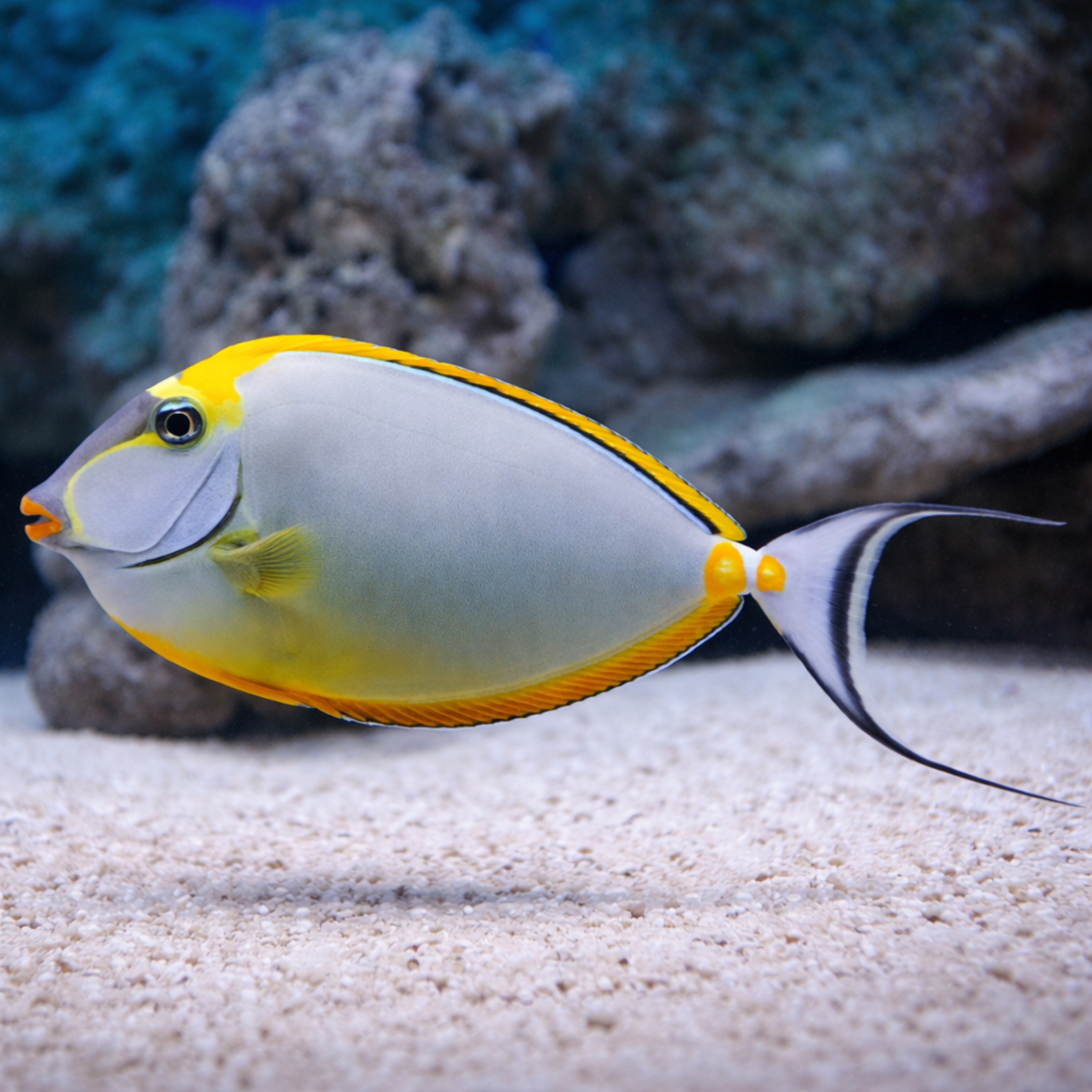Blonde Lipstick Naso Tang