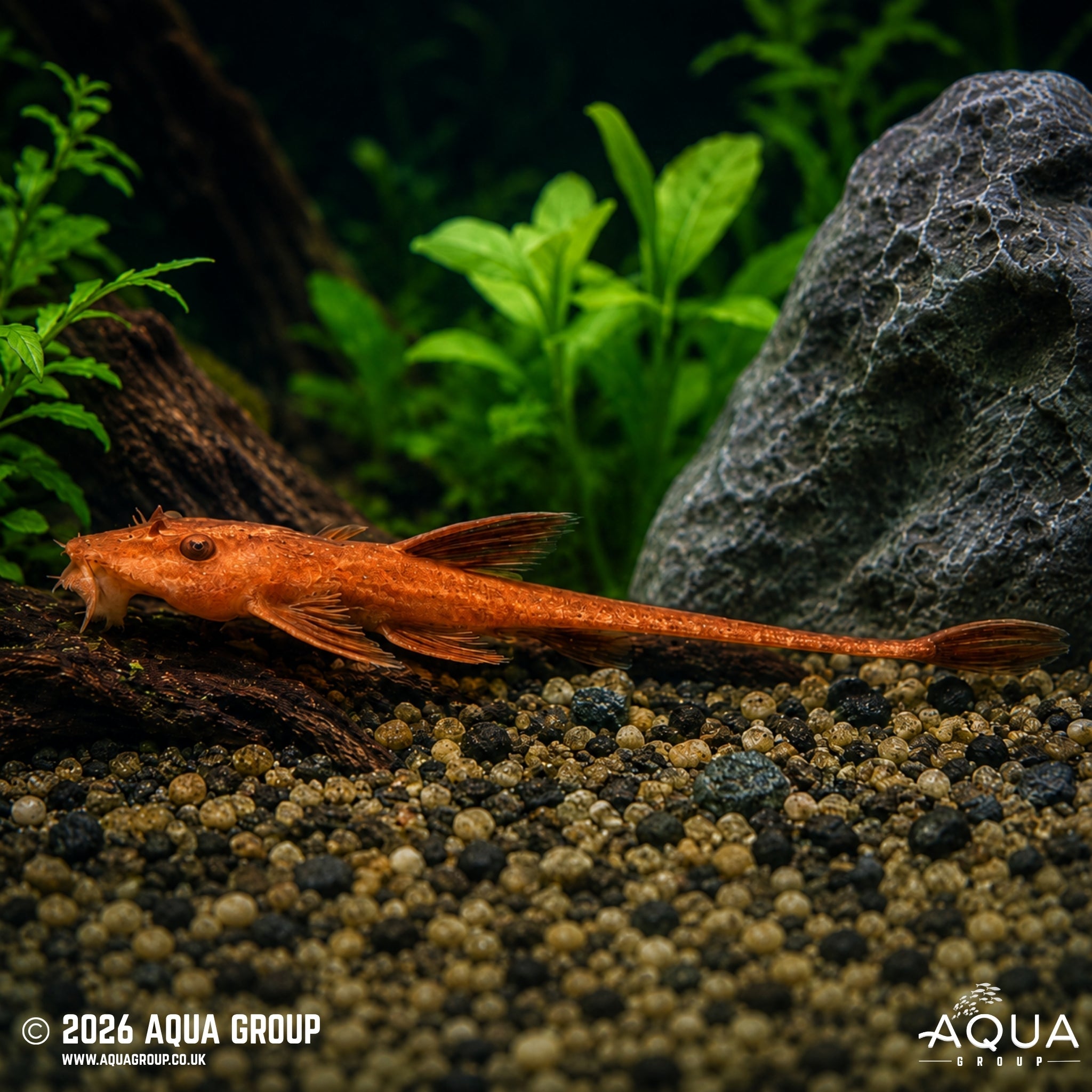 Blood Red Whiptail Catfish (Rineloricaria sp.)