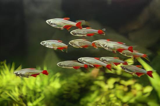 Bloodfin Tetra Aphyocharax Anisitsi 2cm - Real Aquatics