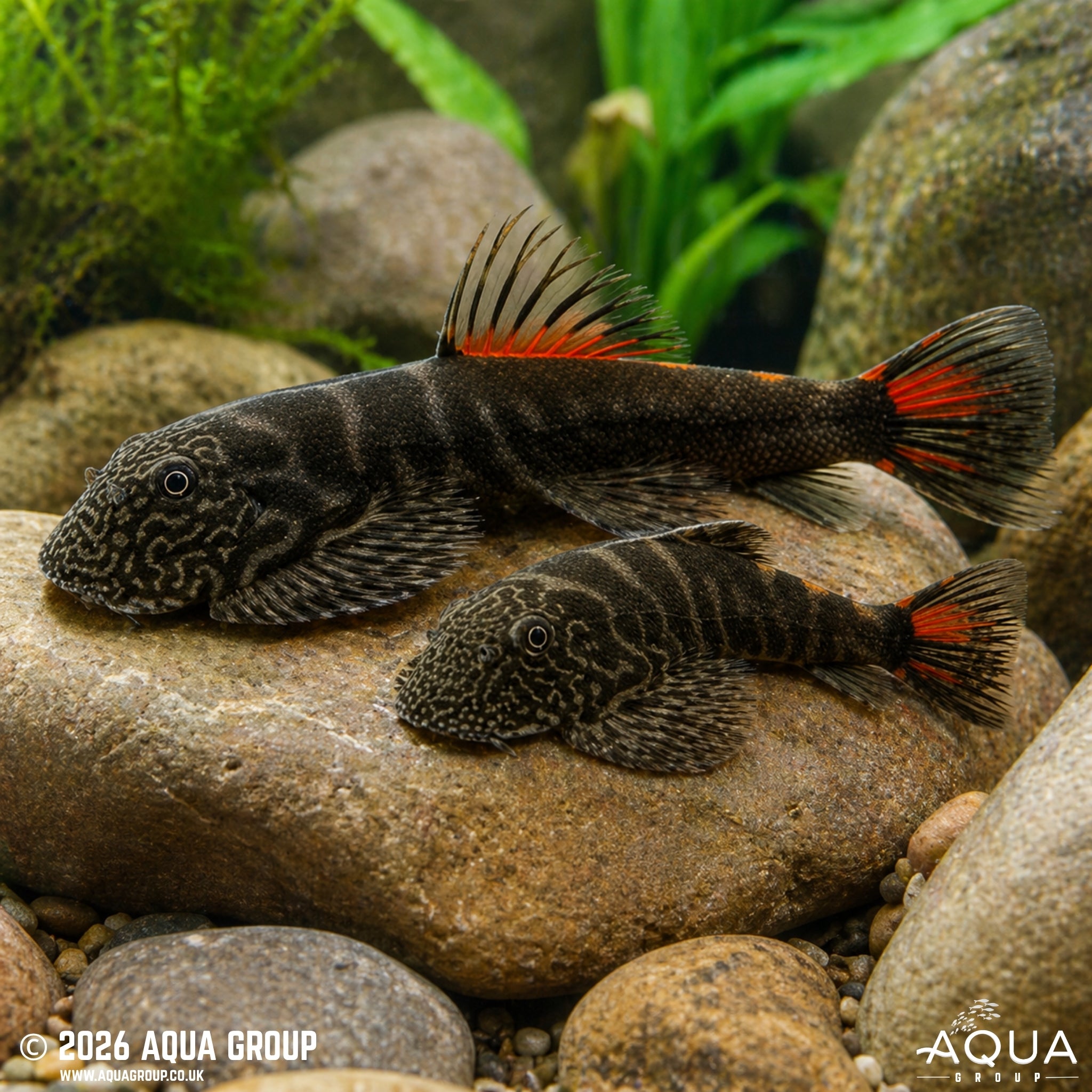 Bloody Mary Borneo Loach (Gastromyzon sp.)