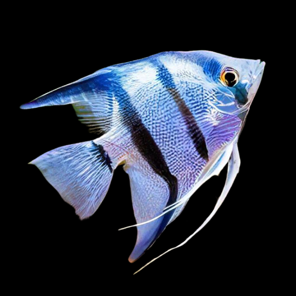 Blue Angelfish Pterophyllum Scalare - Real Aquatics