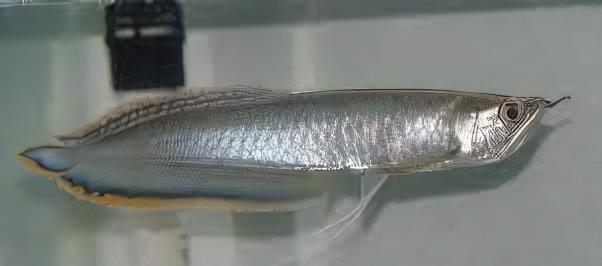 Blue Arowana Osteoglossum Ferrari 20cm - Real Aquatics