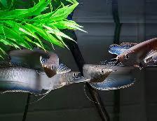 Blue Arowana Osteoglossum Ferrari 20cm - Real Aquatics