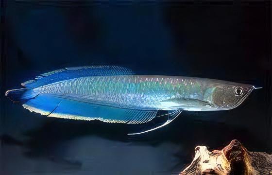 Blue Arowana Osteoglossum Ferrari 20cm - Real Aquatics