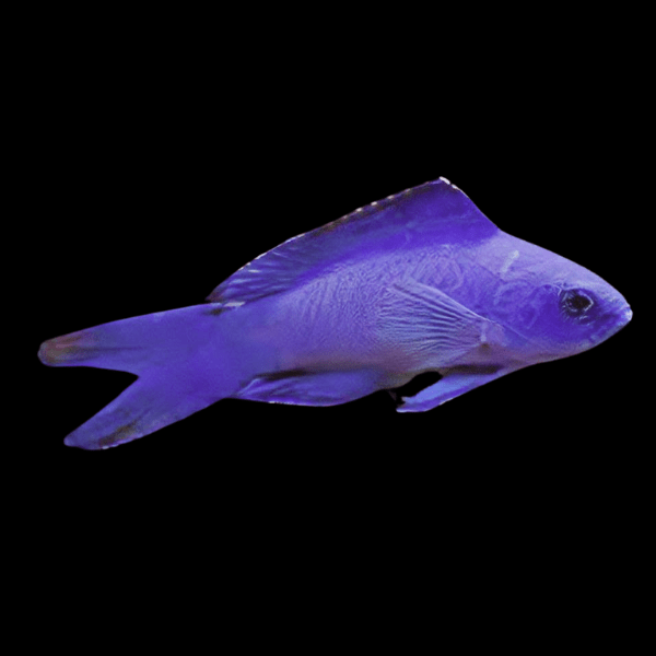 Blue Assessor Basslet Assessor Macneilli - Real Aquatics