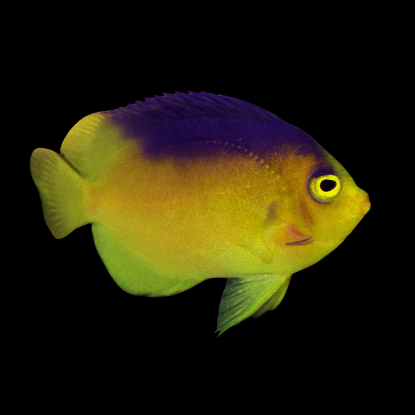 Blue Back Dwarf Angelfish Centropyge Colini - Real Aquatics