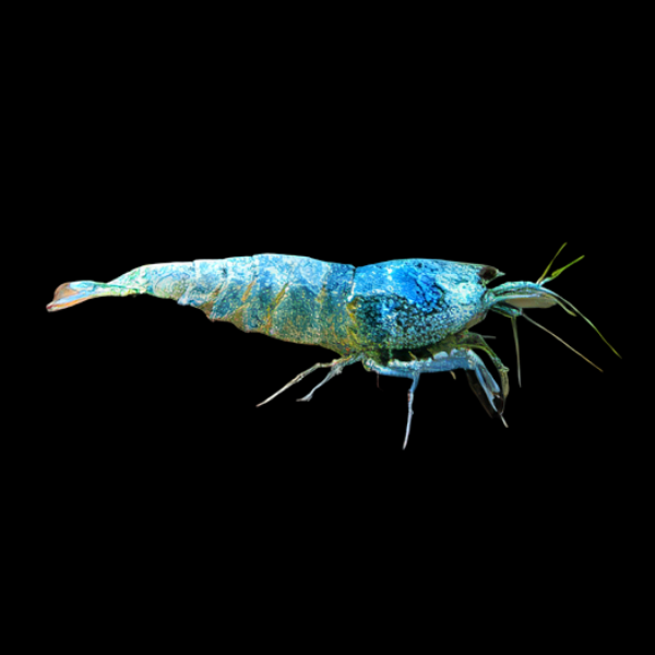 10 x Blue Bolt High Grade Shrimp Caridina Sp 2cm - Real Aquatics