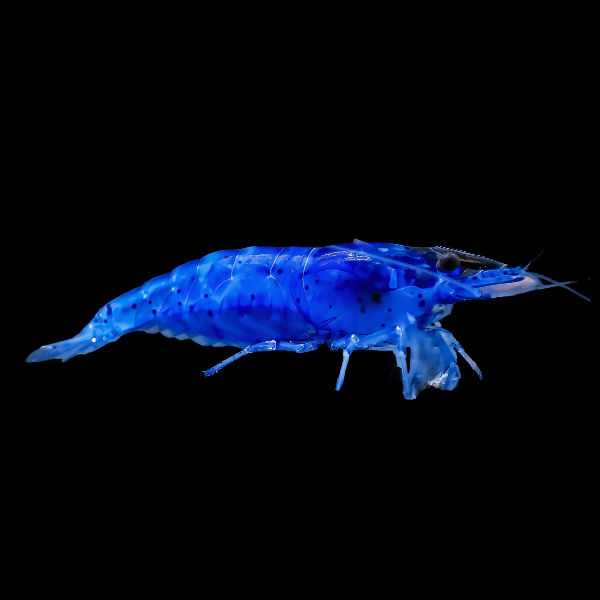 Blue Caesar Shrimp Neocaridina 2cm - Real Aquatics