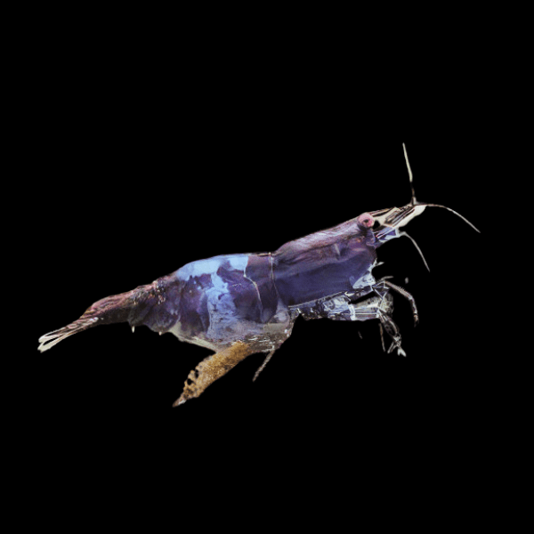 Blue Carbon Shrimp Neocaridina 2cm - Real Aquatics