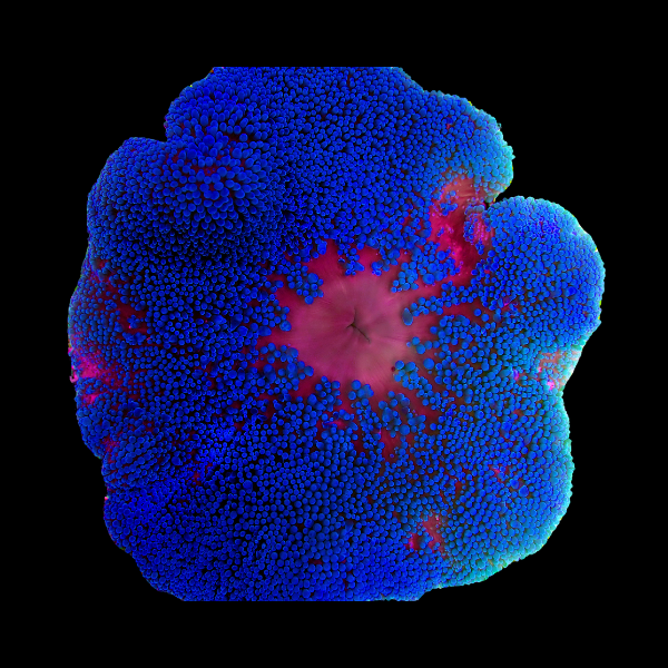 Blue Carpet Anemone Stichodaqctyla Haddoni - Real Aquatics