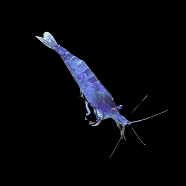 Blue Cherry Shrimp Neocaridina Davidi 2cm - Real Aquatics
