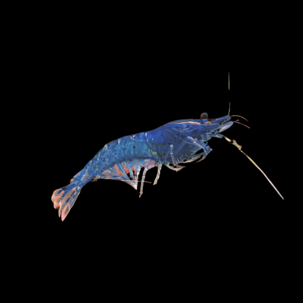 Blue Cobalt Shrimp Neocaridina 2cm - Real Aquatics
