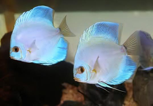 Blue Diamond Discus
