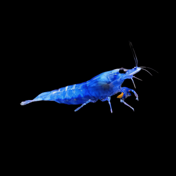 Blue Diamond Shrimp Neocaridina 2cm - Real Aquatics