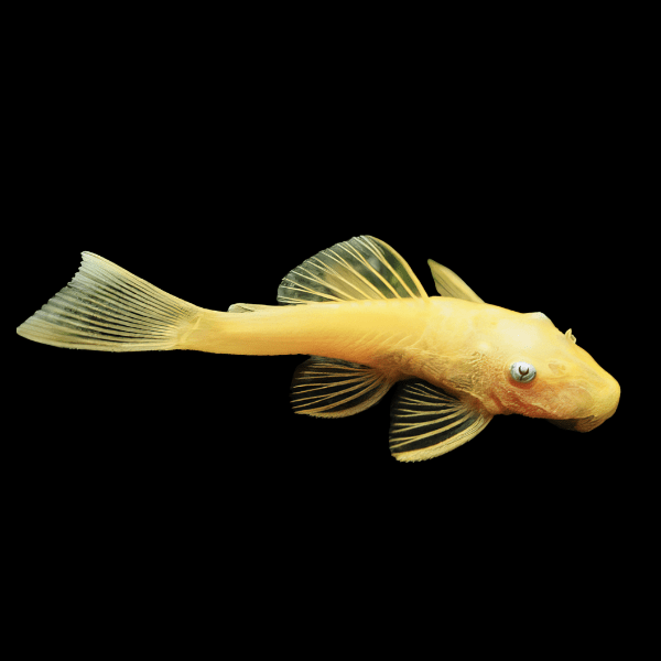 Blue Eye Lemon Bristlenose Pleco Ancistrus 3cm - Real Aquatics