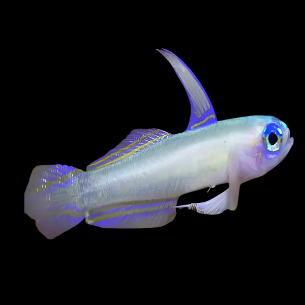 Blue Eye Nano Goby Tryssogobius Colini - Real Aquatics