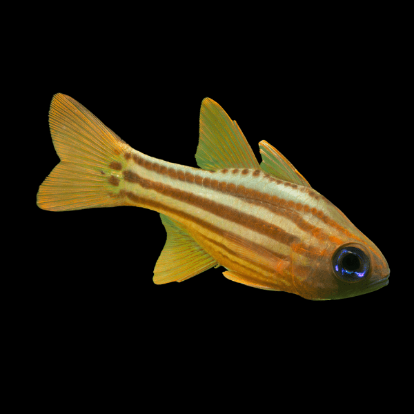 Blue Eyed Cardinal Fish Ostorhinchus Compressus - Real Aquatics