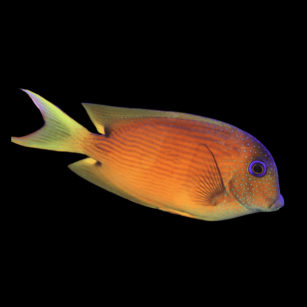 Blue Eyed Kole Tang Ctenochaetus Binotatus - Real Aquatics