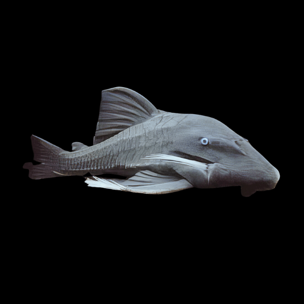 Blue Eyed Pleco Panaque Cochliodon Suttoni 20cm - Real Aquatics