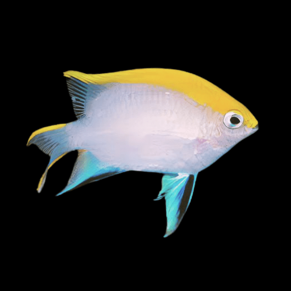 Blue Fin Damsel Chromis Neoglyphidodon Melas - Real Aquatics