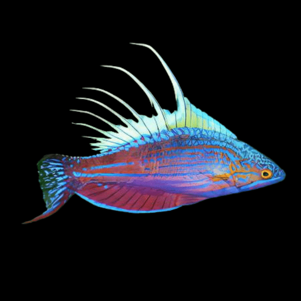 Blue Flasher Fairy Wrasse Paracheilinus Cyaneus - Real Aquatics