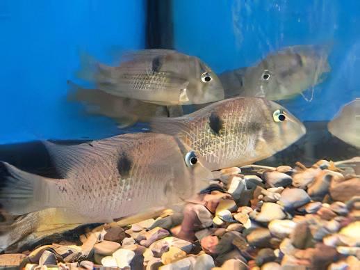 Blue Guianacara Cichlid Guianacara Owroewefi 5cm - Real Aquatics