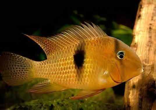 Blue Guianacara Cichlid Guianacara Owroewefi 5cm - Real Aquatics
