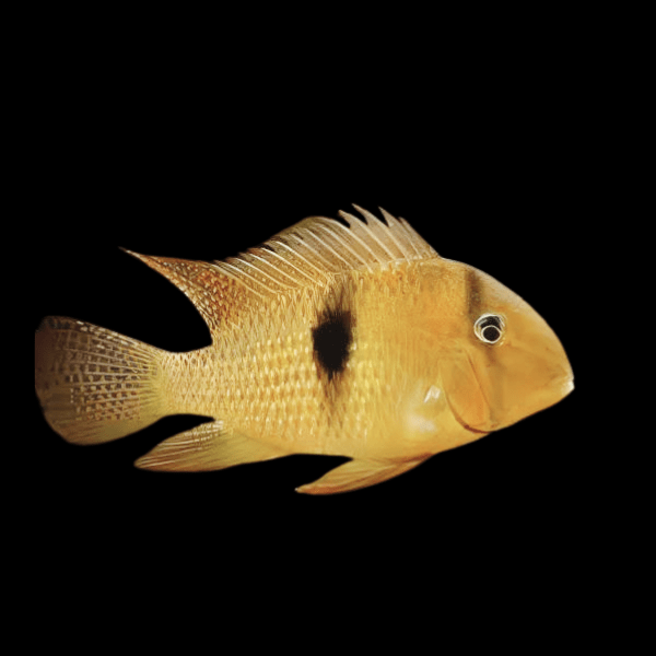 Blue Guianacara Cichlid Guianacara Owroewefi 5cm - Real Aquatics