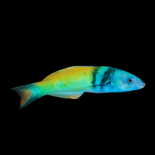 Blue Head Wrasse Thalassoma Bifasciatum - Real Aquatics