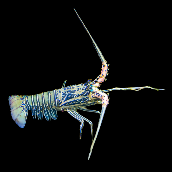 Blue Lobster Panulirius Versicolor - Real Aquatics