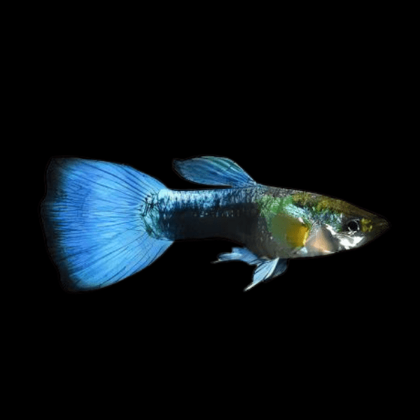 Blue Metallic Male Guppy Poecilia Reticulata 3cm - Real Aquatics