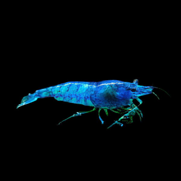 Blue Navi Shrimp Neocaridina 2cm - Real Aquatics