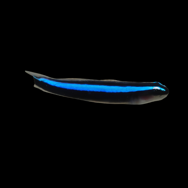 Blue Neon Goby Elacatinus Oceanops - Real Aquatics