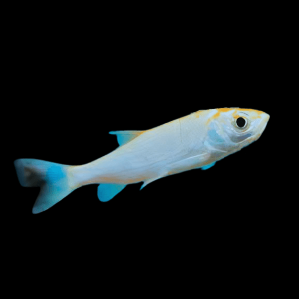 Blue Orfe Leuciscus Idus