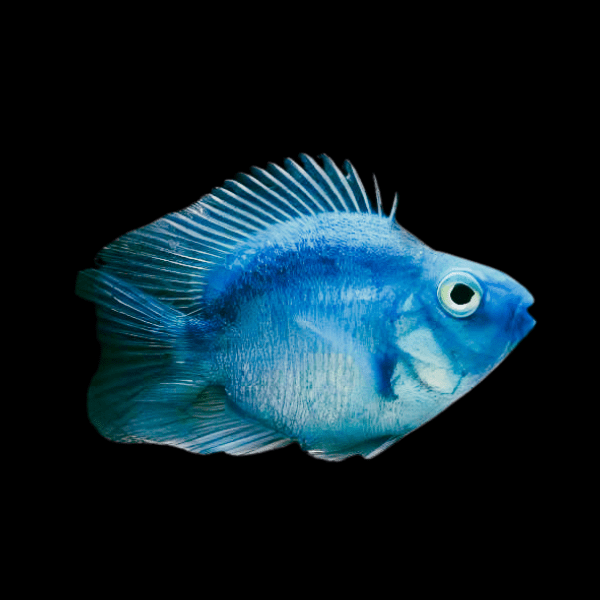 Blue Parrot Fish Hybrid Amphilophus citrinellus Vieja melanurus 5cm
