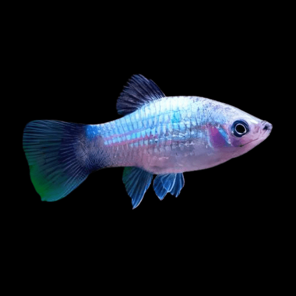 Blue Platy Xiphophorus Maculatus 3cm - Real Aquatics