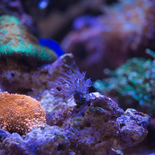 Blue Pulsing Xenia Soft Coral Conglomeratusclera Coerulea - Real Aquatics