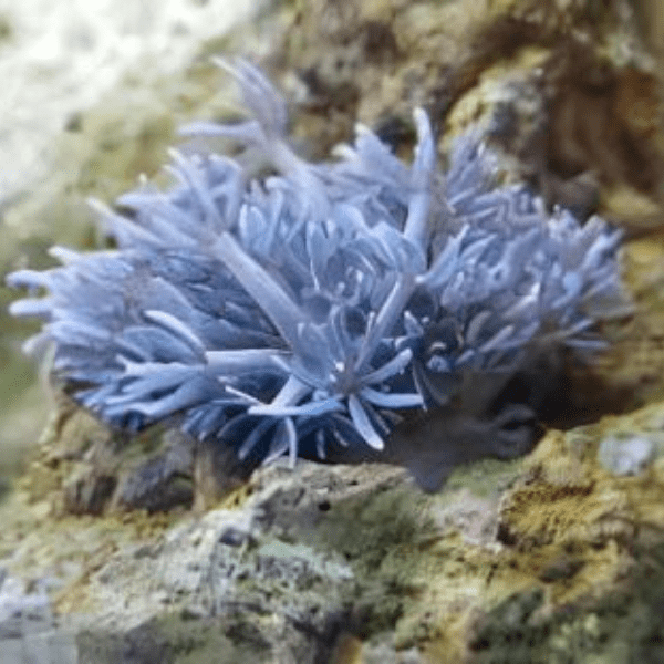 Blue Pulsing Xenia Soft Coral Conglomeratusclera Coerulea - Real Aquatics