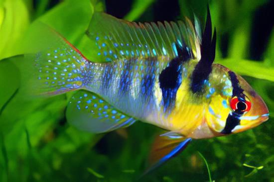 Blue Ram Mikrogeophagus Ramirezi 3cm - Real Aquatics