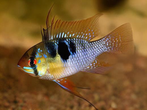 Blue Ram Mikrogeophagus Ramirezi 3cm - Real Aquatics