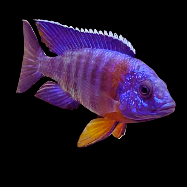 Aulonocara Blue Red Sided Peacock Malawi African Cichlid