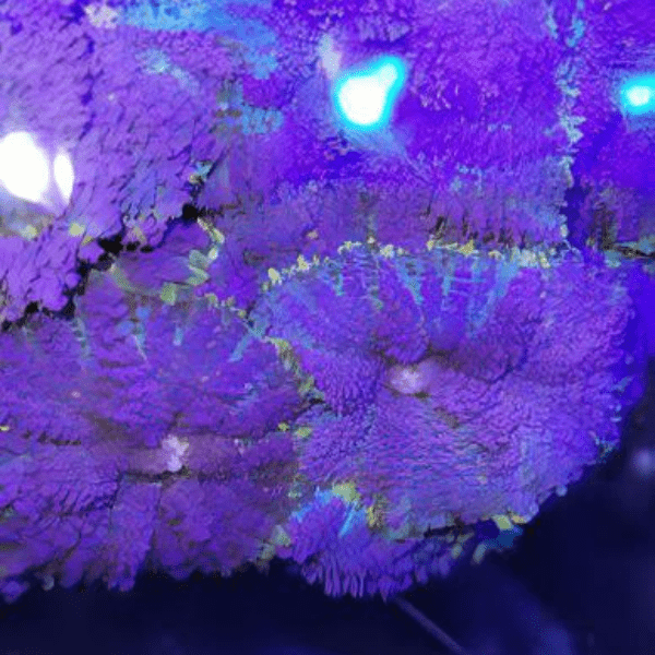 Blue Mushroom Coral Frag Rhodactis Sp - Real Aquatics